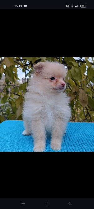 Продам щенят породи шпіц Дніпро - зображення 3