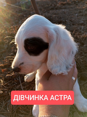 Цуценята спаніеля мисливського Хмельницький - зображення 3