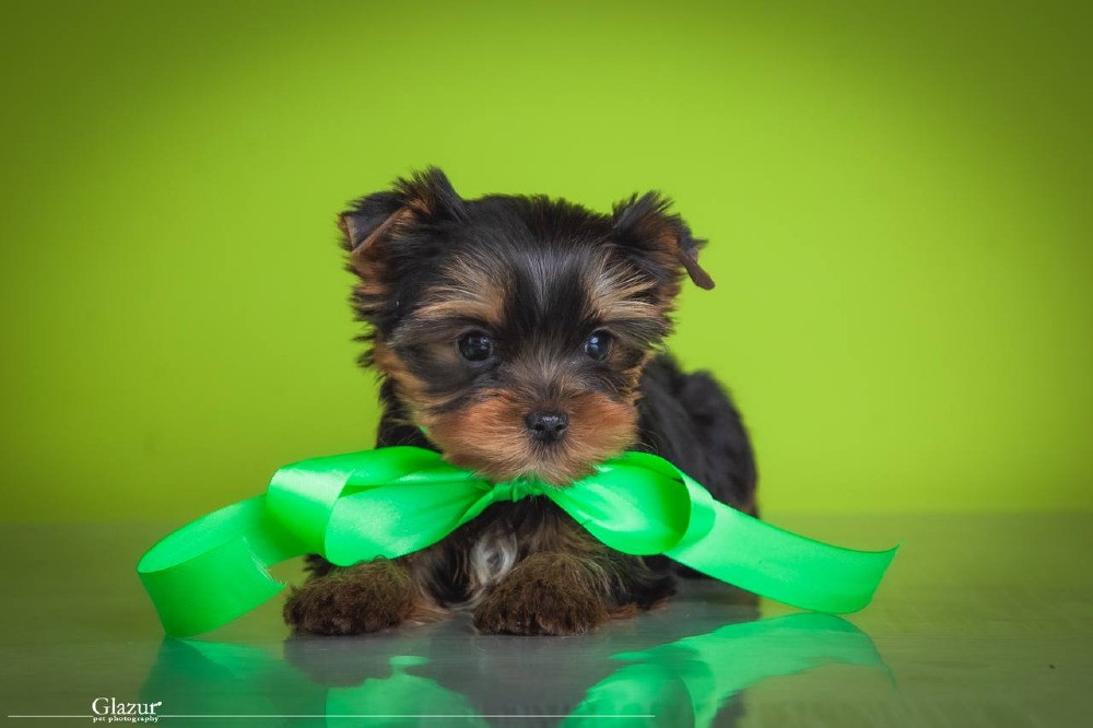 Найкрасивіша дівчинка йоркширського тер'єра Київ - зображення 4
