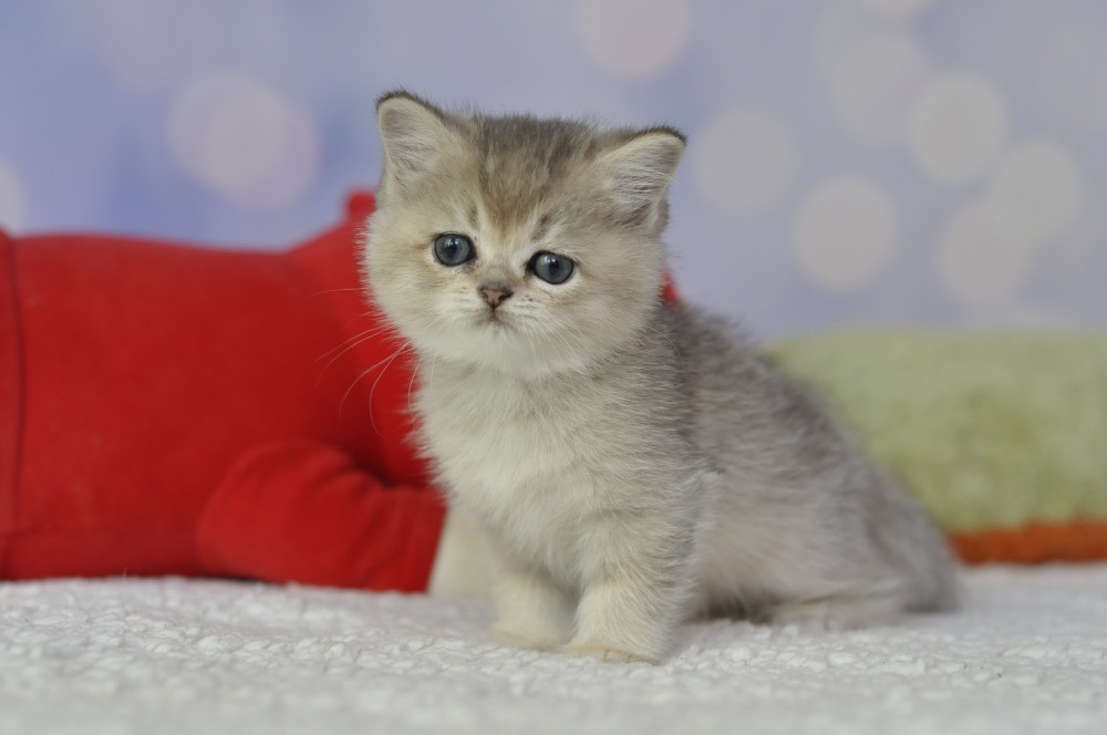 Британські кошенята шиншилята Одеса - зображення 2