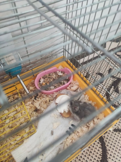 Віддам хом'яка зі всім необхідним Львів - зображення 3