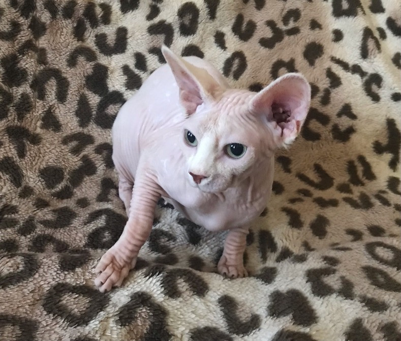 Кошечка Канадский сфинкс ищет дом Суми - зображення 3