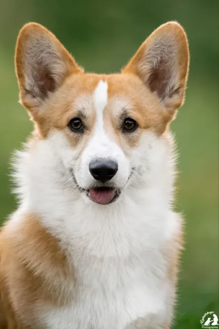 Дуже красивий хлопчик вельш коргі пемброк Харків - зображення 1