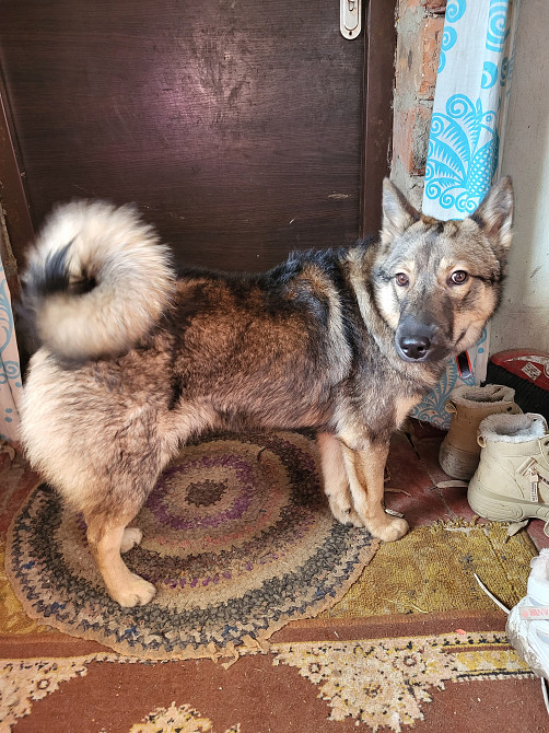 Лайка Харків - зображення 4