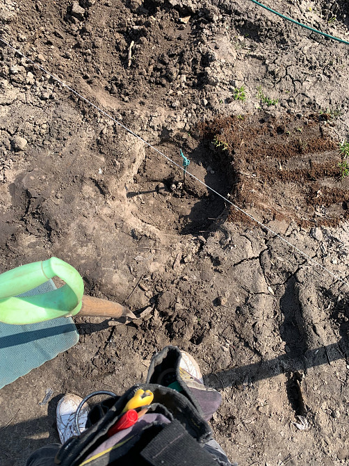 Обрізка винограду Киев - изображение 8