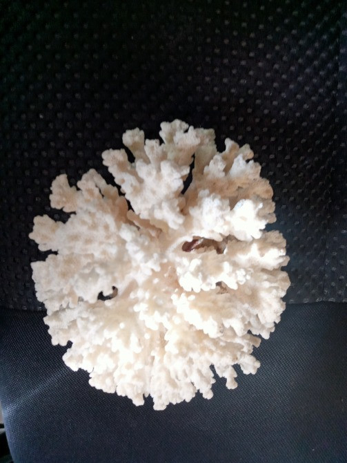 Продам коралл Одеса - зображення 2