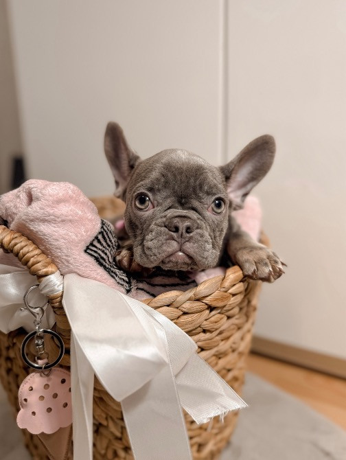 французский бульдог девочка лилак тан голубые глаза. киев. 2 мес Київ - зображення 1