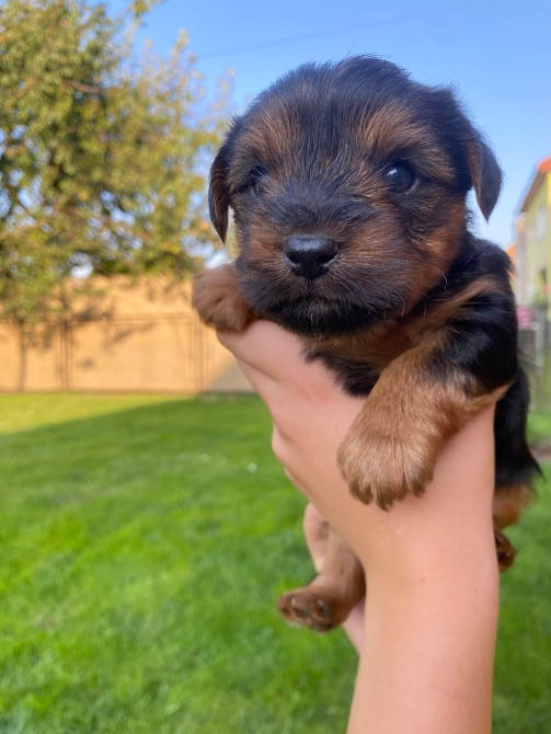 Цуценята - йорки Городок - зображення 4