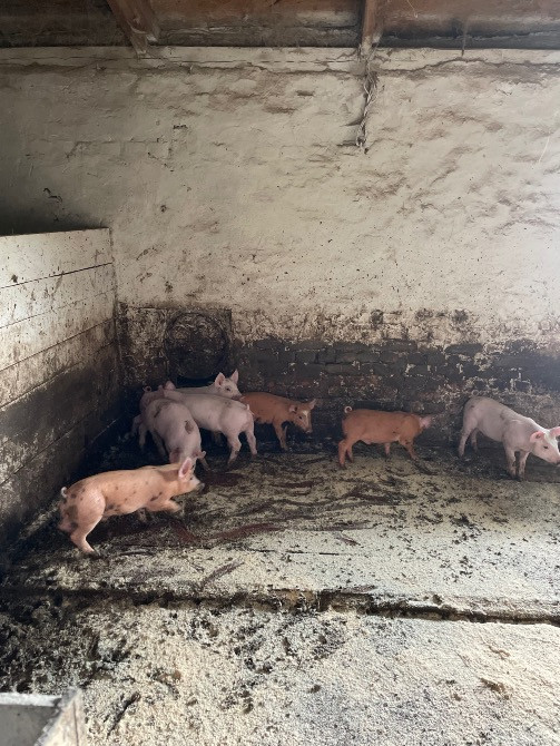 Продаються поросята: Петрен, дюрок, максимус Коростишів - зображення 5