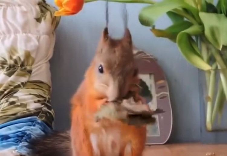 Белка купить в Киеве Київ - зображення 2