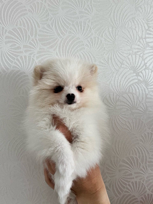 Продаж помаранський шпиц Кременчук - зображення 6