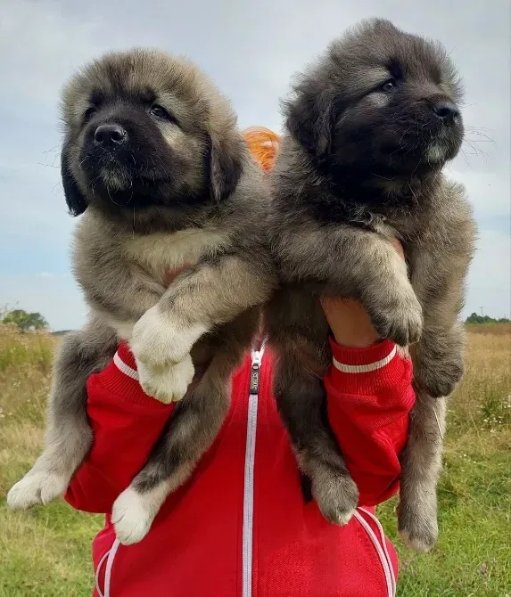 Цуценята кавказької вівчарки Чернигов - изображение 2