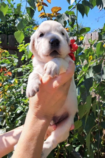 Золотистого ретрівера цуценята Bahur Львів - зображення 2