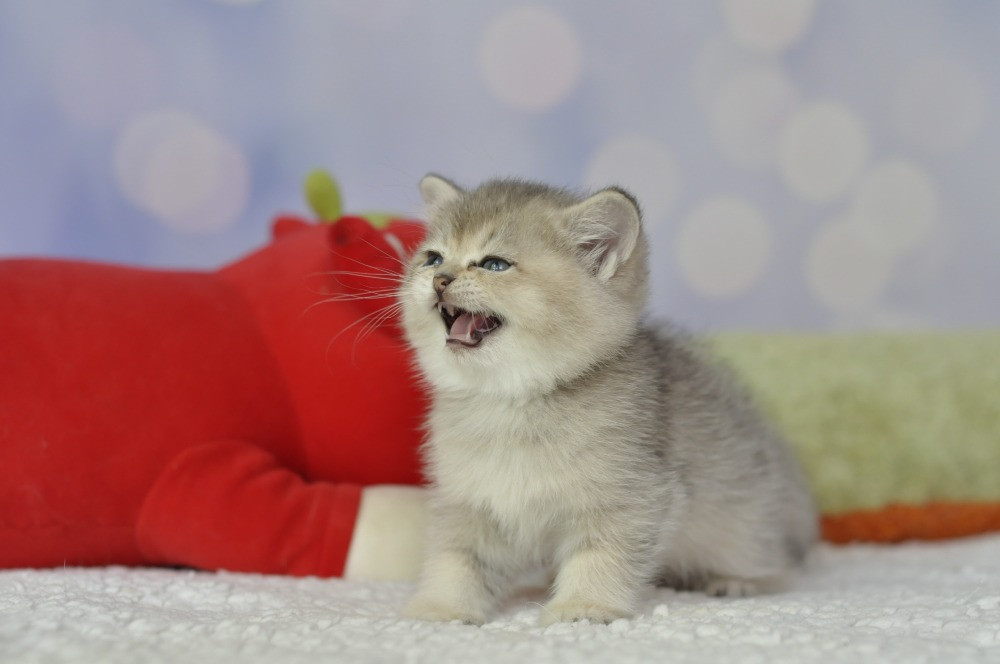 Британські кошенята шиншилята Одеса - зображення 1