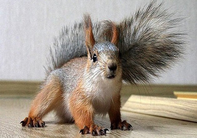 Белка купить Ивано-Франковск , Черновцы Івано-Франківськ - зображення 1