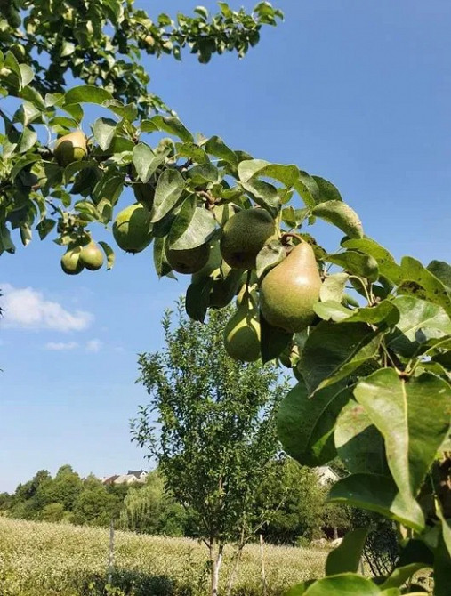 Продається будинок у місті Почаїв, поруч із Лаврою Почаїв - зображення 6