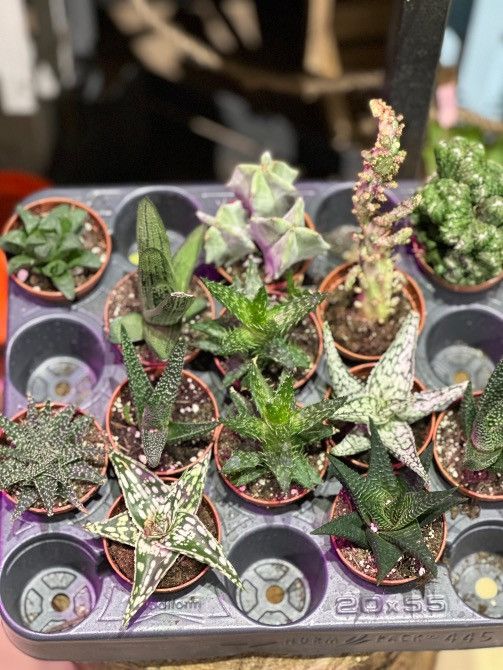 Квіти, рослини ЖК Варшавський+, купити, замовити доставка FlowerLove Київ - зображення 2