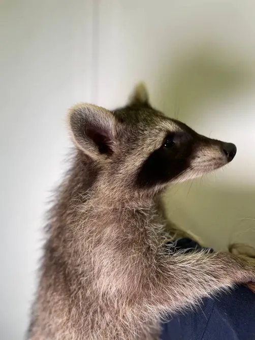 Єнот-полоскун, єнотик ручний, домашній єнот Київ - зображення 2