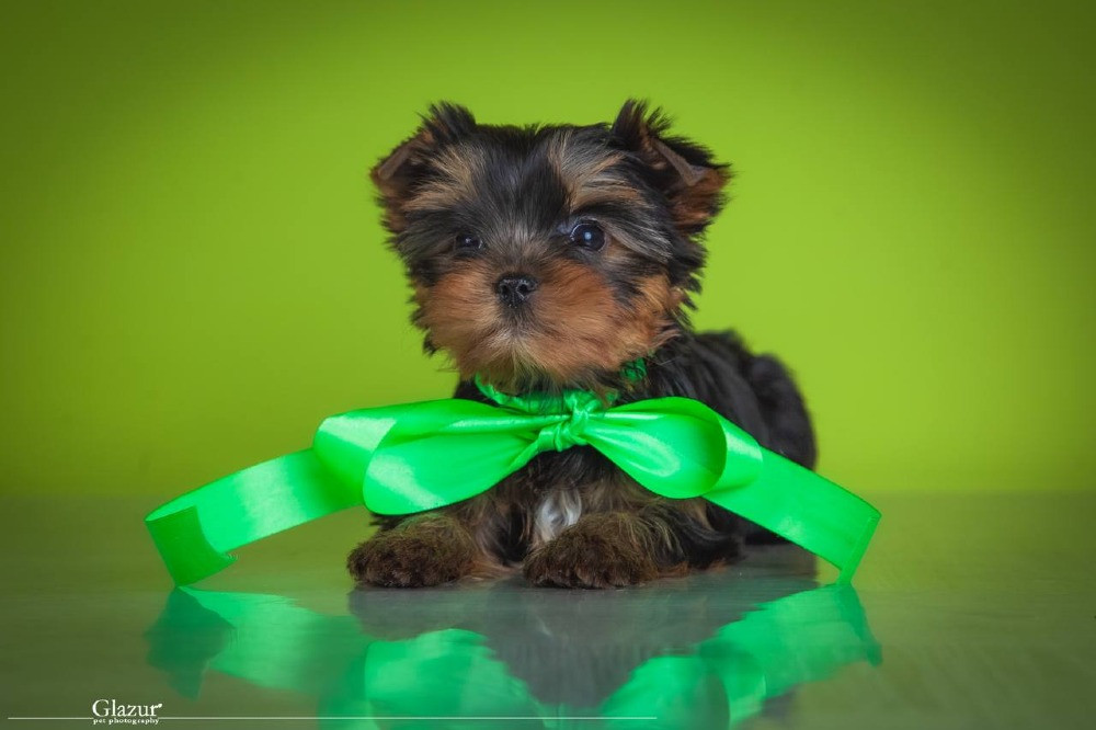 Найкрасивіша дівчинка йоркширського тер'єра Київ - зображення 3