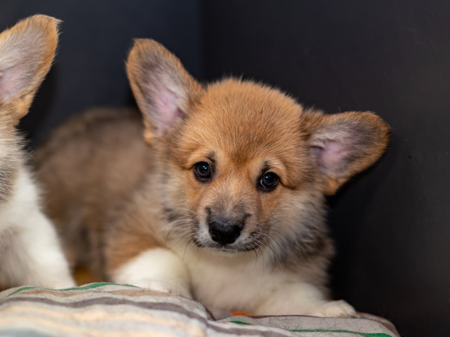 Щенки Вельш Корги Пемброк Київ - зображення 2