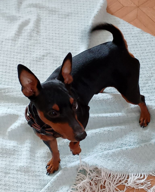 Продам цвергпинчера Одеса - зображення 3