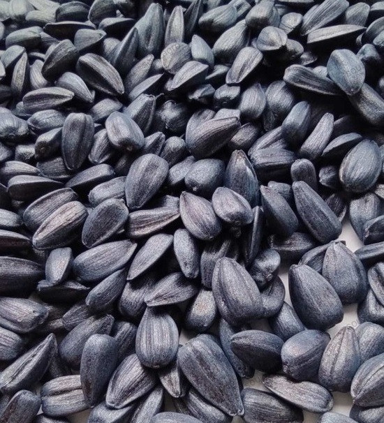 Соняшник Синельниківський УльтраРанній (Сур), 75-80 днів, фр. Преміум Синельникове - зображення 3