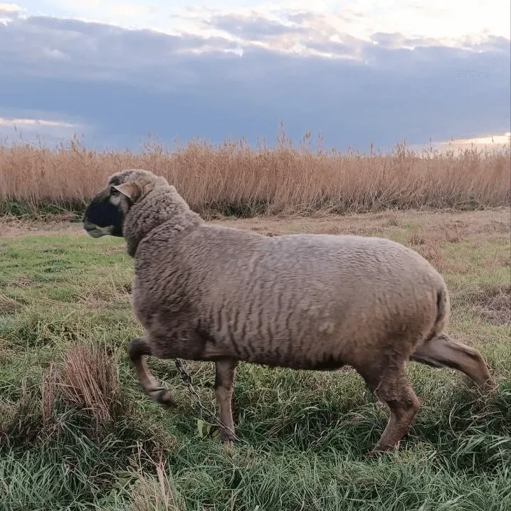 Продам барана Харьков - изображение 2