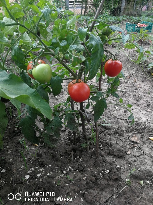 Гетероауксин Индолилуксусная к-та 98 Одеса - зображення 5