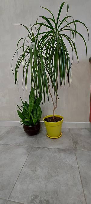 Продам кімнатні рослини Харьков - изображение 2