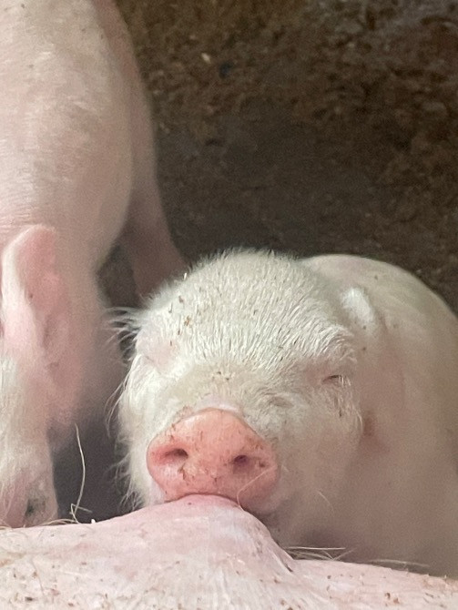 Продаються поросята: Петрен, дюрок, максимус Коростишів - зображення 1