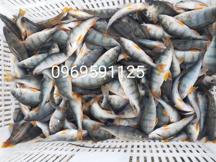 Зарибок окуня, карася, коропа, товстолоба, білого амура, судака, щуки Біла Церква - зображення 8