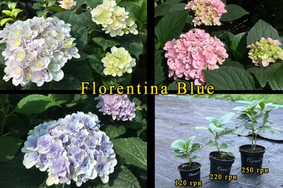 Гортензія Florentina Blue - саджанці Харків