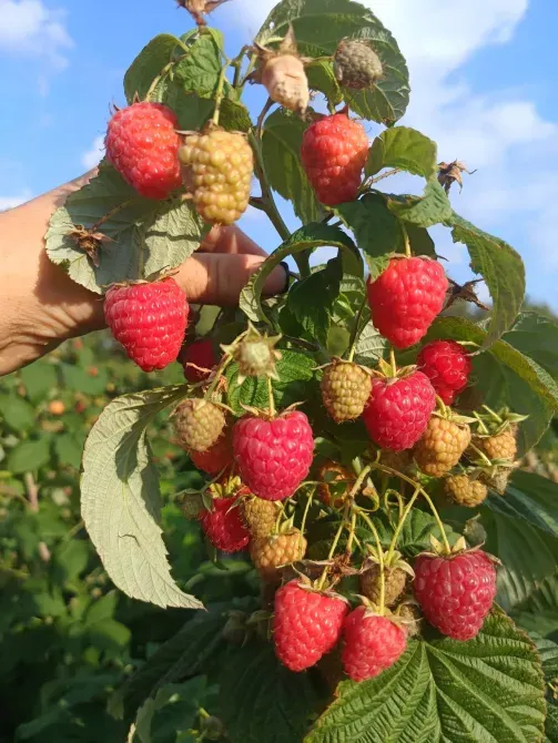 Саджанці малини ремонтантної Луцьк - зображення 4