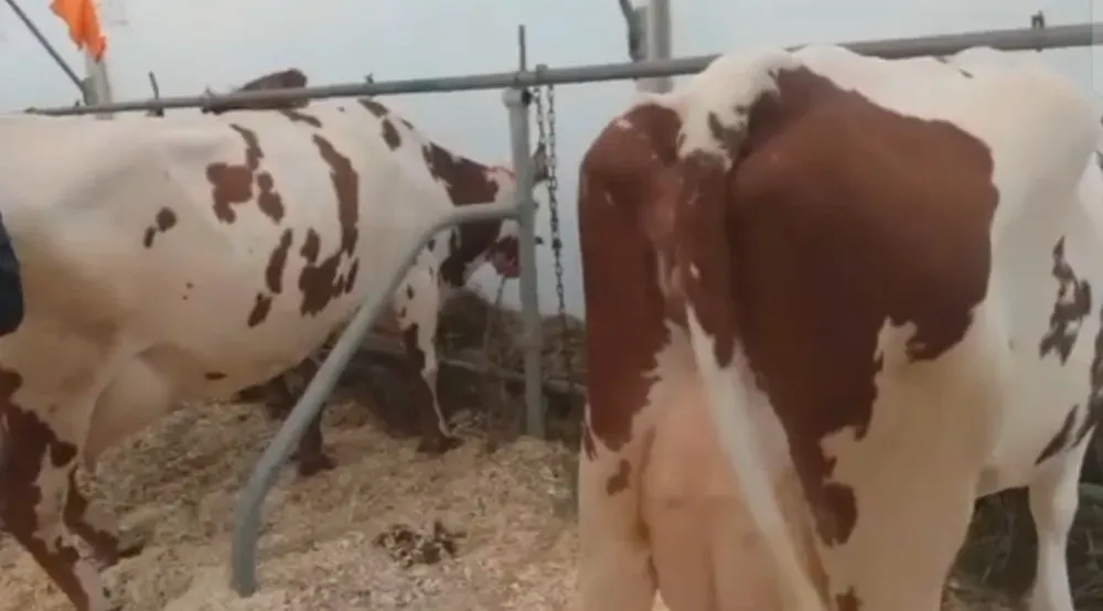 Продаються Корови чистокровні молочної породи Айшир Кременчук - зображення 2