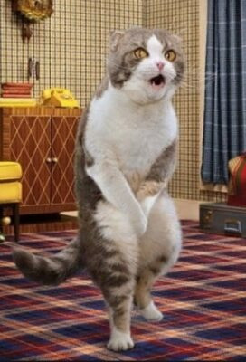 Гігієничний наповнювач котячих туалетів Одеса - зображення 2