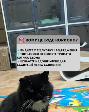 Котоготель у центрі Києва–турбота, комфорт і любов для вашого котика Київ