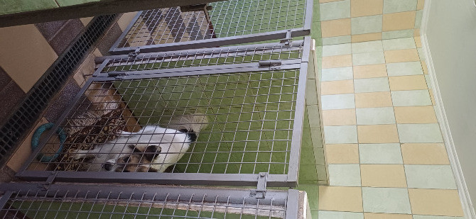 Гостиница Пес для собак - перетримка тварин у Київі, дім для собак Киев - изображение 20