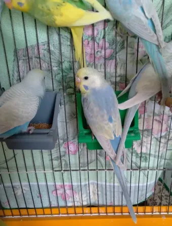Волнистые попугаи. Птенчики. Розница и Опт Харків