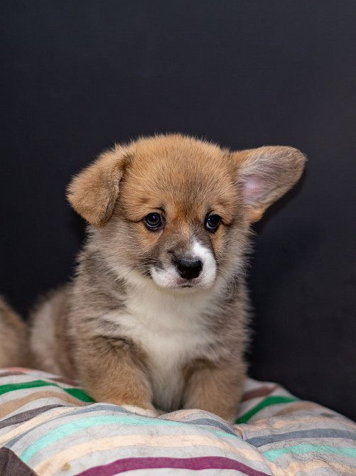 Щенки Вельш Корги Пемброк Київ - зображення 7