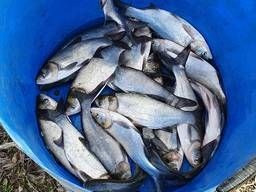 Зарибок окуня, карася, коропа, товстолоба, білого амура, судака, щуки Біла Церква - зображення 3