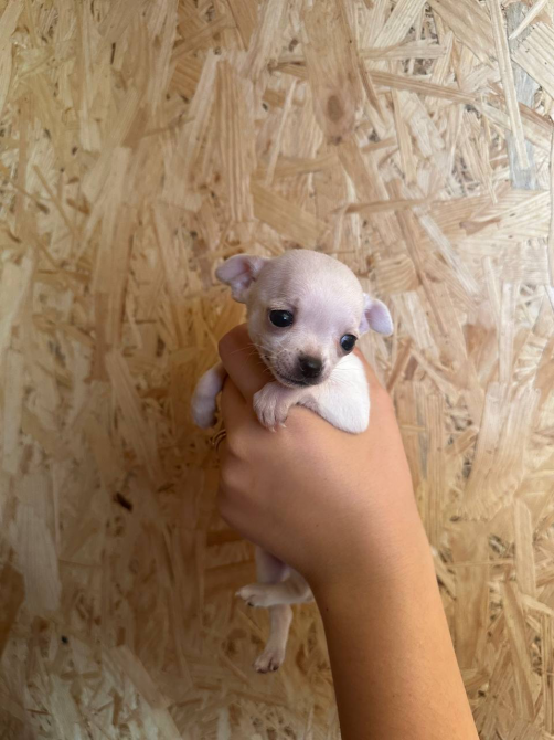 Чихуахуа дівчинка Кропивницкий - изображение 2