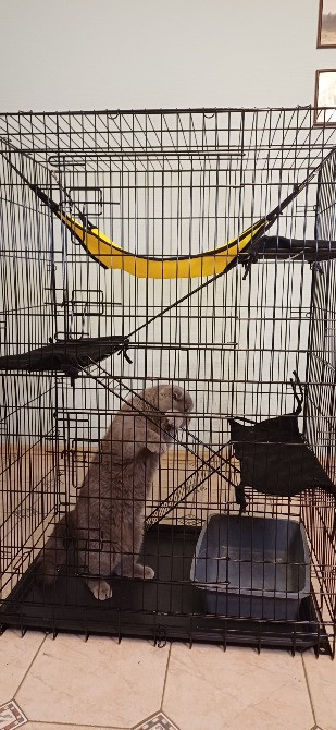 Отель для котов - зооготель, перетримка котів у Києві, котячий рай Киев - изображение 8