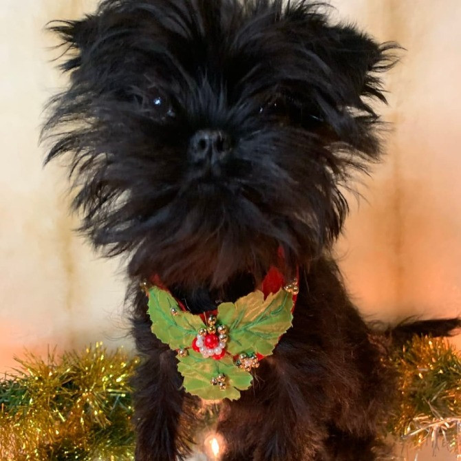 Щенки аффенпинчера очень редкой породы Дніпро - зображення 3