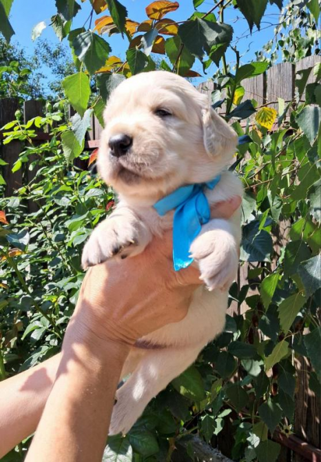 Золотистого ретрівера цуценята Bahur Львів - зображення 3