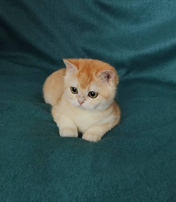 Золота британська шиншила окрас ny12 Львів - зображення 1