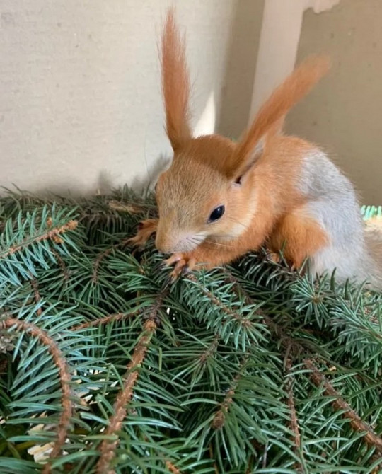 Белка купить продажа Запорожье Запоріжжя - зображення 1