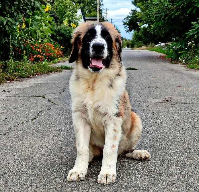 Московська сторожова Буча - зображення 4