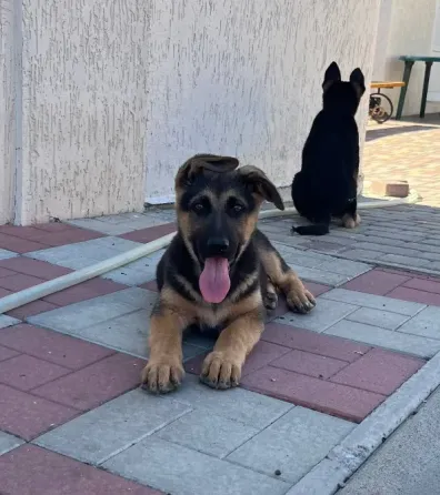 Продам цуценят Німецької вівчарки Полтава