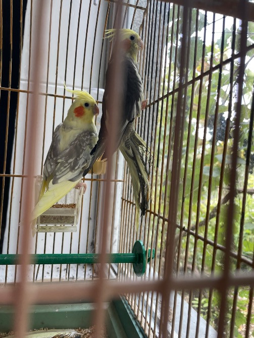 Продам папуг Дніпро - зображення 1