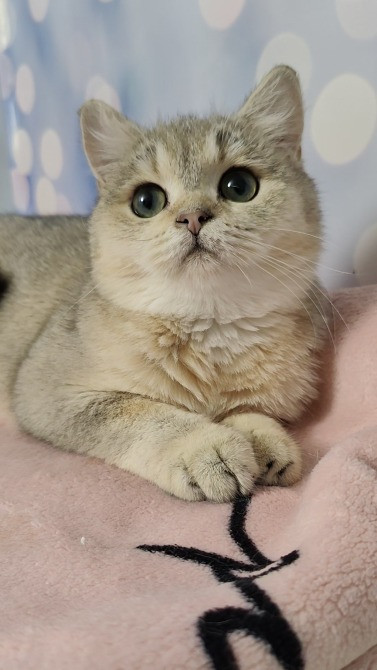 Британські кошенята золота дівчинка Одеса - зображення 5